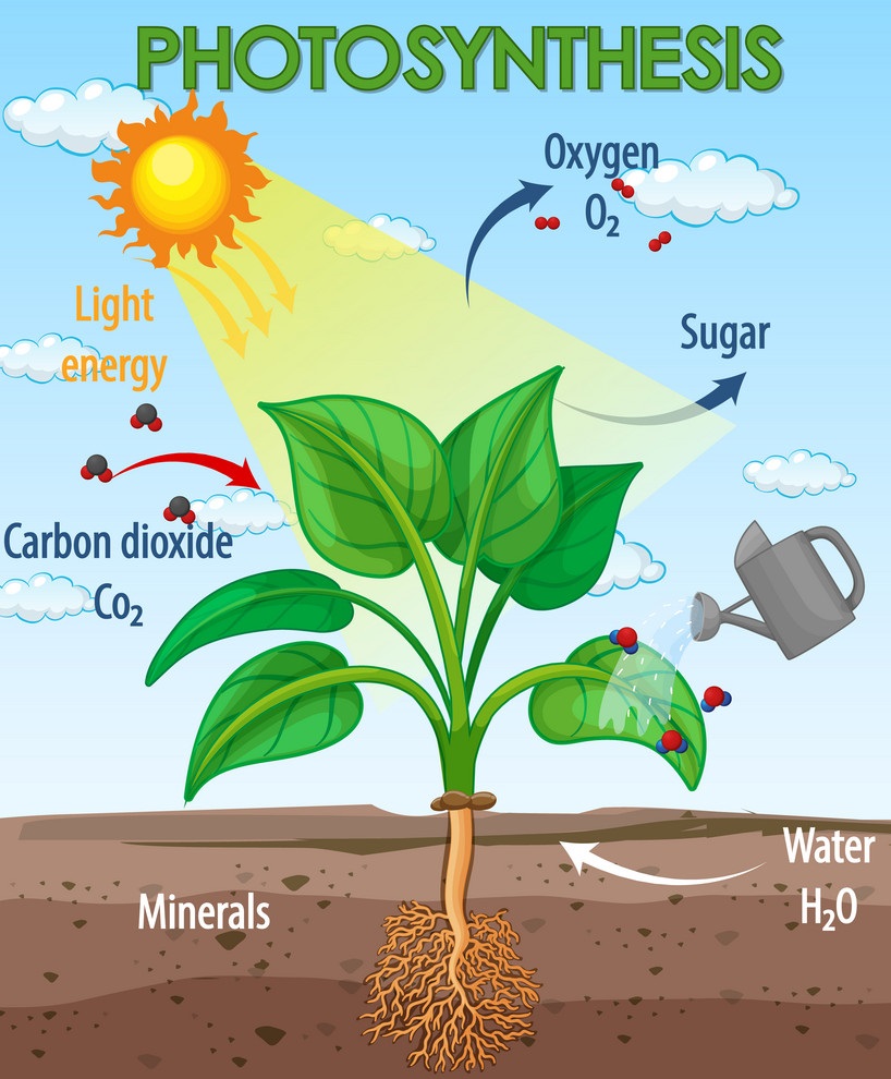 Green Plants Make Their Own Food During The Process Of at Mark Rayner blog