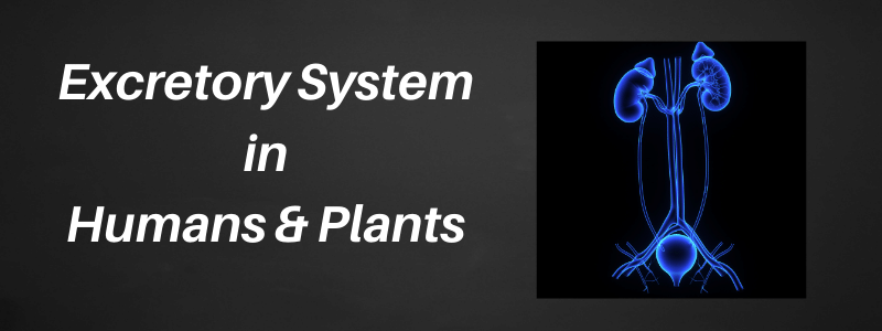 Excretory System in Humans and Plants